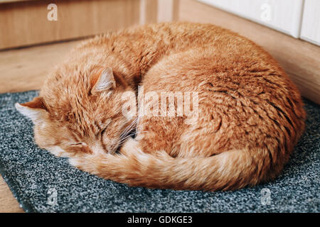 Friedliche rote Katze zusammengerollt schläft in seinem Bett auf den Boden. Stockfoto