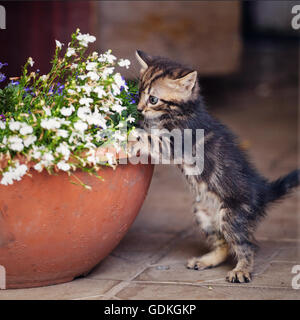 Kleines Kätzchen in а Blumentopf Stockfoto