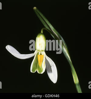 Botanik, Schneeglöckchen, (Galanthus), gemeinsame Schneeglöckchen (Galanthus Nivalis), Abschnitt, Blume, Profil, Studioaufnahme, Stockfoto