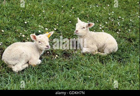 Zoologie / Tiere, Säugetier / Säugetier, Schafe (Ovis), dam mit Lamm, zwei Lamm liegend auf Wiese, Texel, Stockfoto