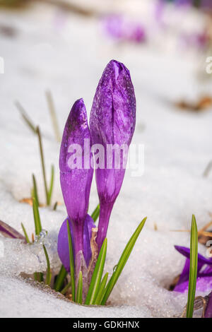 Blühen Violette Krokusse, Frühling Schneeglöckchen im Schnee in Bergen Stockfoto