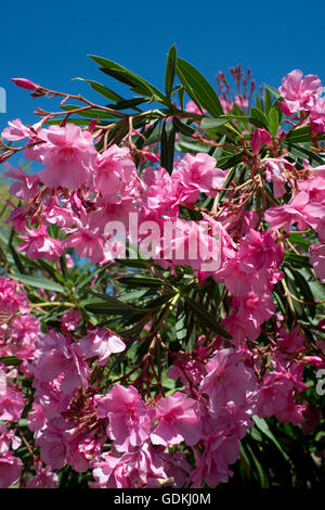 Frankreich. Arles. Rosa Oleander Blüten vor blauem Himmel. Stockfoto