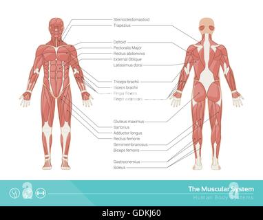 Die menschliche Muskulatur-Vektor-Illustration, Vorder- und Rückansicht Stock Vektor