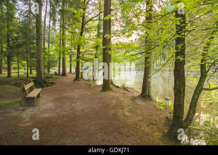 Wanderweg neben der Stockente Pike See in Wald des Dekans, Gloucestershire. Stockfoto