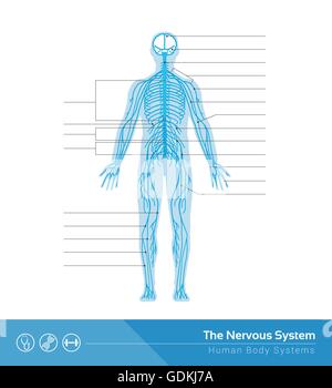 Die medizinische Vektorgrafik des menschlichen Nervensystems Stock Vektor