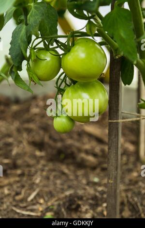 grüne Tomaten auf Tomaten-Baum Stockfoto