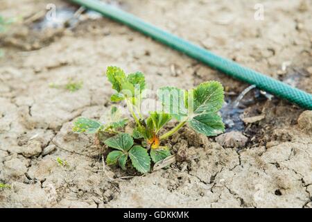 Garten-Schlauch mit frisches Wasser sprühen Sprenger Stockfoto