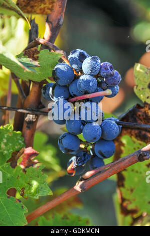 Merlot-Trauben auf Château La Mission Haut-Brion, Pessac Stockfoto