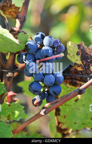 Merlot-Trauben auf Château La Mission Haut-Brion, Pessac Stockfoto