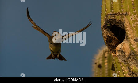 Asche-throated Flycatcher, Myiarchus Cinerascens, Sonora-Wüste, Arizona, Essen im Saguaro Kaktus Nest bringen Stockfoto