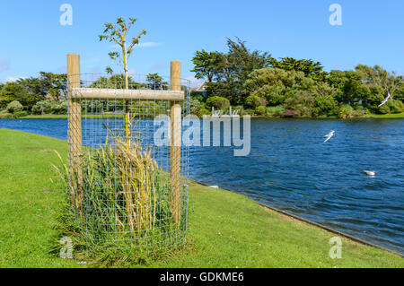 Neu gepflanzt weinender Golden Willow Baum (Salix x Sepulcralis Chrysocoma) mit Schutzkäfig an einem See in einem Park in Großbritannien. Stockfoto