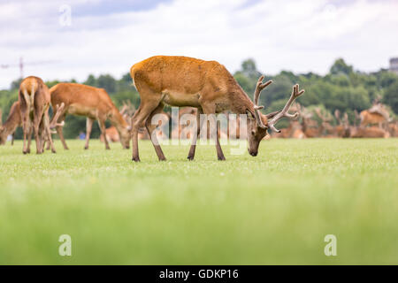 Reh im Richmond Park, London, UK an einem sonnigen Sommertag Stockfoto