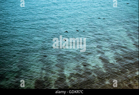 Seelandschaft mit schwarzen Vögel Stockfoto