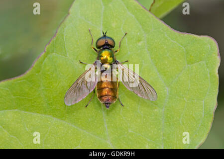 Männliche breiten Centurio Soldier Fly Stockfoto