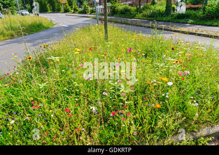 Wilde Blumen gepflanzt auf Grünstreifen in Kaiserswerth, Düsseldorf, NRW., Deutschland. Stockfoto