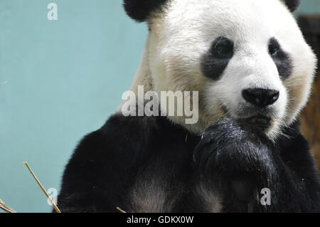 Männlichen Panda (Yang Guang) im Zoo von Edinburgh Stockfoto