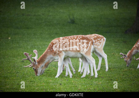 Knowsley Safari Park ist ein Tierpark und touristische Attraktion im Bereich Knowsley von Merseyside, England Erhaltung und wieder- Stockfoto