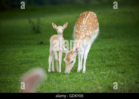 Knowsley Safari Park ist ein Tierpark und touristische Attraktion im Bereich Knowsley von Merseyside, England Erhaltung und wieder- Stockfoto