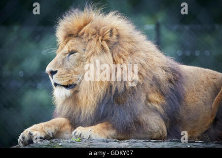 Knowsley Safari Park ist ein Tierpark und touristische Attraktion im Bereich Knowsley von Merseyside, England Erhaltung und wieder- Stockfoto