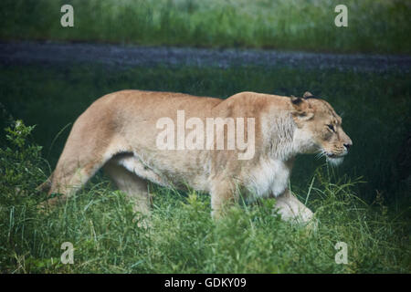 Knowsley Safari Park ist ein Tierpark und touristische Attraktion im Bereich Knowsley von Merseyside, England Erhaltung und wieder- Stockfoto