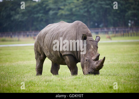 Knowsley Safari Park ist ein Tierpark und touristische Attraktion im Bereich Knowsley von Merseyside, England Erhaltung und wieder- Stockfoto