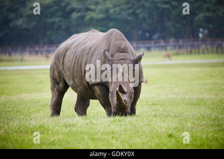 Knowsley Safari Park ist ein Tierpark und touristische Attraktion im Bereich Knowsley von Merseyside, England Erhaltung und wieder- Stockfoto