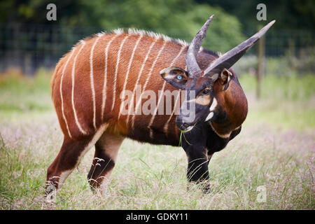 Knowsley Safari Park ist ein Tierpark und touristische Attraktion im Bereich Knowsley von Merseyside, England Erhaltung und wieder- Stockfoto