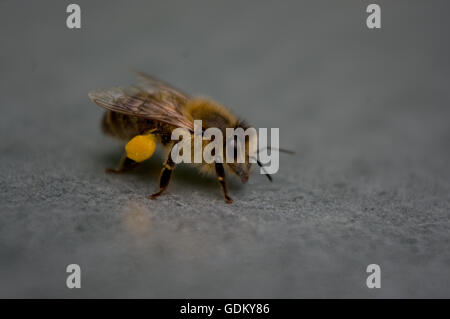 Honigbiene mit Pollen auf Beinen Stockfoto