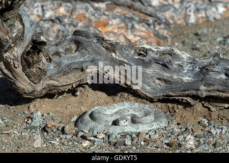 Santa Catalina Rattlesnake (Crotalus Catalinensis) Santa Catalina, Baja California, Mexiko Stockfoto