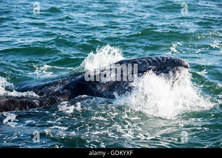 Grauwal Kalb (Eschrichtius Robustus) San Ignacio Lagune, Baja California, Mexiko Stockfoto