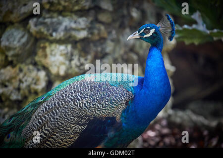 Die kleinen Antillen Barbados Pfarrkirche Sankt Michael Westindien Hauptstadt Bridgetown Barbados der indischen Pfauen oder blaue Pfauen pe Stockfoto