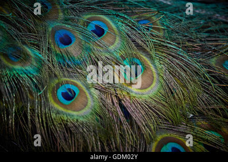 Die kleinen Antillen Barbados Pfarrkirche Sankt Michael Westindien Hauptstadt Bridgetown Barbados der indischen Pfauen oder blaue Pfauen pe Stockfoto