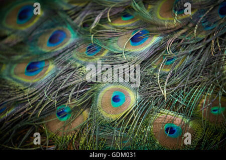 Die kleinen Antillen Barbados Pfarrkirche Sankt Michael Westindien Hauptstadt Bridgetown Barbados der indischen Pfauen oder blaue Pfauen pe Stockfoto