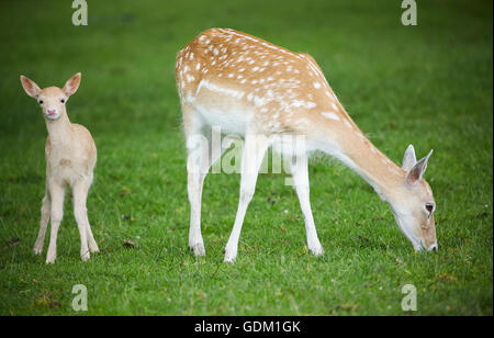 Knowsley Safari Park ist ein Tierpark und touristische Attraktion im Bereich Knowsley von Merseyside, England Erhaltung und wieder- Stockfoto