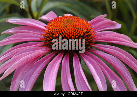 Echinacea Purpurea Magnus Stockfoto