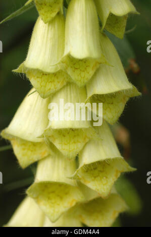 Digitalis Grandiflora, Nahaufnahme, Makro Stockfoto