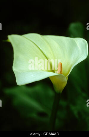 Zantedeschia Aethiopica, Calla Lily, arum Stockfoto