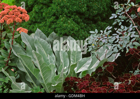 Verbascum Bombyciferum, Silber, Rosa Glauca, coleus Stockfoto