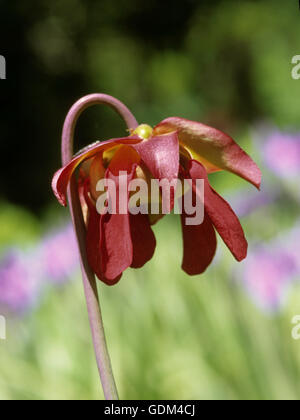 Sarracenia, Stockfoto