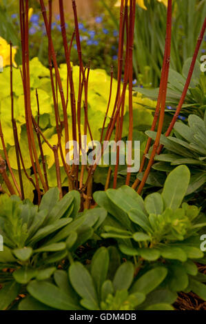 Cornus Alba Sibirica roten Stielen Stockfoto