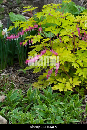 Dicentra Spectabilis, Blutungen, Herz, Flowerscape, goldenes Herz Sorte, Lamprocapnos Stockfoto