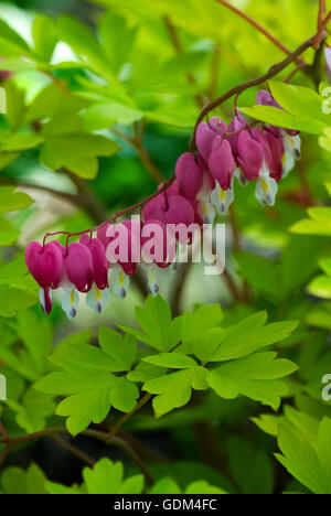 Dicentra Spectabilis, Blutungen, Herz, Flowerscape, goldenes Herz Sorte, Lamprocapnos Stockfoto