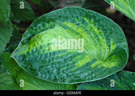 Hosta Tokudama 'BLUE SHADOWS' Stockfoto