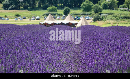 Cadwell Lavender Farm, Ickleford, Hitchin, Hertfordshire, Großbritannien. Am 18. Juli 2016, während Großbritannien sich in der Sommersonne sonnt, pflücken Besucher Lavendel und genießen die hohen Temperaturen auf den Feldern in der Nähe von Hitchin. Stockfoto