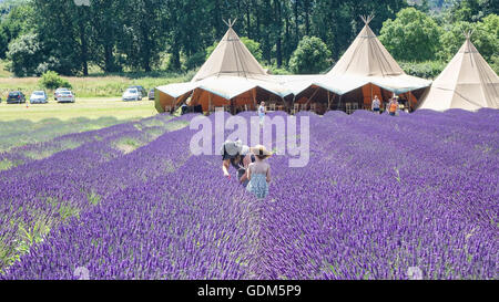 Cadwell Lavender Farm, Ickleford, Hitchin, Hertfordshire, Großbritannien. Am 18. Juli 2016, während Großbritannien sich in der Sommersonne sonnt, pflücken Besucher Lavendel und genießen die hohen Temperaturen auf den Feldern in der Nähe von Hitchin. Stockfoto