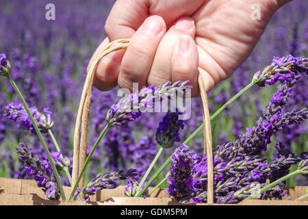 Cadwell Lavender Farm, Ickleford, Hitchin, Hertfordshire, Großbritannien. Am 18. Juli 2016, während Großbritannien sich in der Sommersonne sonnt, pflücken Besucher Lavendel und genießen die hohen Temperaturen auf den Feldern in der Nähe von Hitchin. Stockfoto