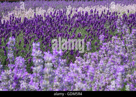 Cadwell Lavender Farm, Ickleford, Hitchin, Hertfordshire, Großbritannien. Am 18. Juli 2016, während Großbritannien sich in der Sommersonne sonnt, pflücken Besucher Lavendel und genießen die hohen Temperaturen auf den Feldern in der Nähe von Hitchin. Stockfoto