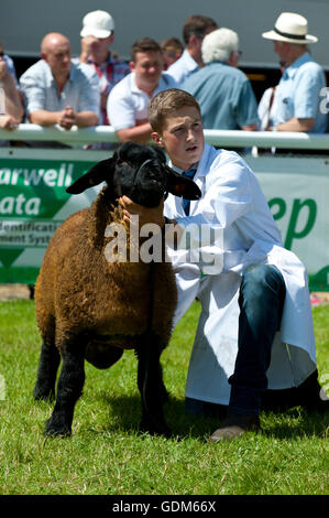 Llanelwedd, Powys, UK. 18. Juli 2016. Bewertung findet statt in den Schaf-Ring an einem sehr heißen ersten Tag von der Royal Welsh Agricultural Show, 2016. Die Royal Welsh Show wird als der größte & renommiertesten Veranstaltung ihrer Art in Europa gefeiert. Mehr als 240.000 Besucher werden in dieser Woche über die viertägige Show Zeitraum erwartet. Bildnachweis: Graham M. Lawrence/Alamy Live-Nachrichten. Stockfoto