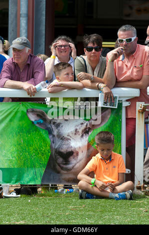 Llanelwedd, Powys, UK. 18. Juli 2016. Bewertung findet statt in den Schaf-Ring an einem sehr heißen ersten Tag von der Royal Welsh Agricultural Show, 2016. Die Royal Welsh Show wird als der größte & renommiertesten Veranstaltung ihrer Art in Europa gefeiert. Mehr als 240.000 Besucher werden in dieser Woche über die viertägige Show Zeitraum erwartet. Bildnachweis: Graham M. Lawrence/Alamy Live-Nachrichten. Stockfoto