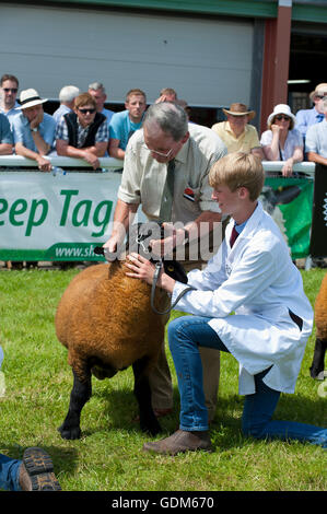 Llanelwedd, Powys, UK. 18. Juli 2016. Bewertung findet statt in den Schaf-Ring an einem sehr heißen ersten Tag von der Royal Welsh Agricultural Show, 2016. Die Royal Welsh Show wird als der größte & renommiertesten Veranstaltung ihrer Art in Europa gefeiert. Mehr als 240.000 Besucher werden in dieser Woche über die viertägige Show Zeitraum erwartet. Bildnachweis: Graham M. Lawrence/Alamy Live-Nachrichten. Stockfoto